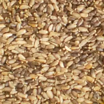 BIO Mariendistel | Samen ganz | Krรคuter fรผr Pferde | wertvolle Nahrungsergรคnzung fรผr Futtermittel 7 Einzelfuttermittel Natรผrlich Pferd BIO Mariendistel Samen entgiftend reinigend Leber regenerierend