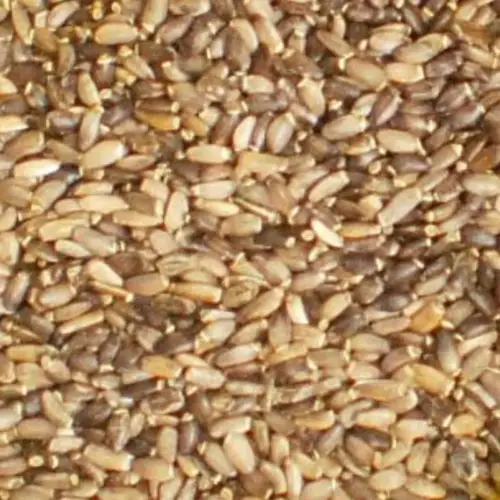 BIO Mariendistel | Samen ganz | Krรคuter fรผr Pferde | wertvolle Nahrungsergรคnzung fรผr Futtermittel 7 Einzelfuttermittel Natรผrlich Pferd BIO Mariendistel Samen entgiftend reinigend Leber regenerierend