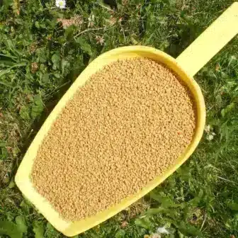 BIO Bockshornklee | Samen ganz | Kräuter für Pferde | wertvolle Nahrungsergänzung für Futtermittel 8 Einzelfuttermittel Natürlich Pferd BIO Bockshornklee Samen entzündungshemmend Blutzucker regulierend Immunsystem stärkend