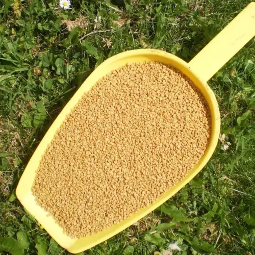 BIO Bockshornklee | Samen ganz | Krรคuter fรผr Pferde | wertvolle Nahrungsergรคnzung fรผr Futtermittel 8 Einzelfuttermittel Natรผrlich Pferd BIO Bockshornklee Samen entzรผndungshemmend Blutzucker regulierend Immunsystem stรคrkend