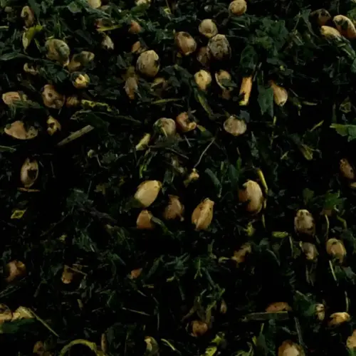 BIO Hanf Konzentrat | Superfood fΓΌr Pferde | vitalstoffreiche ErgΓ€nzung 5 ErgΓ€nzungsfuttermittel NatΓΌrlich Pferd BIO Hanf Konzentrat VitalitΓ€t Arthrose Ekzem